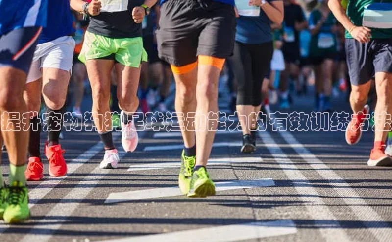 万向娱乐官网网页版登录入口百家号提升宠物狗狗足球运动能力的有效训练方法